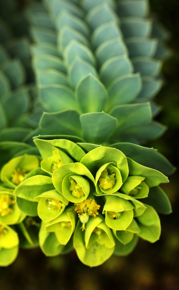 Donkey Tail by Deb Oppermann